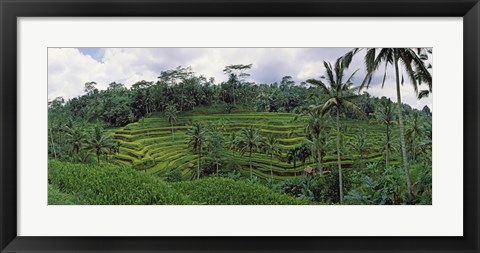 Framed Terraced rice field, Bali, Indonesia Print