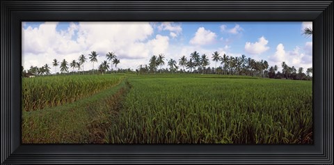 Framed Rice field, Bali, Indonesia Print