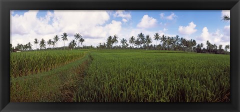 Framed Rice field, Bali, Indonesia Print