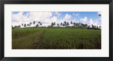 Framed Rice field, Bali, Indonesia Print