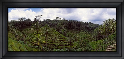 Framed Terraced rice field and Palm Trees, Flores Island, Indonesia Print
