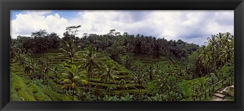 Framed Terraced rice field and Palm Trees, Flores Island, Indonesia Print