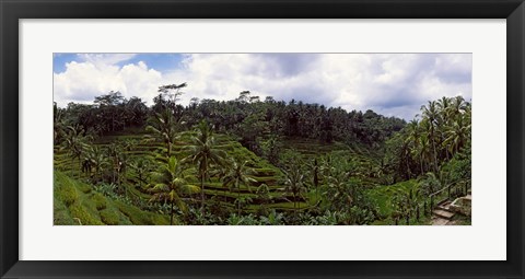 Framed Terraced rice field and Palm Trees, Flores Island, Indonesia Print