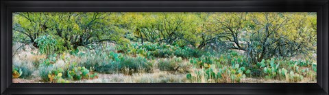 Framed Prickly pear cacti surrounds mesquite trees, Oro Valley, Arizona, USA Print