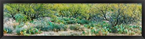 Framed Prickly pear cacti surrounds mesquite trees, Oro Valley, Arizona, USA Print