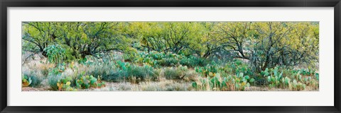 Framed Prickly pear cacti surrounds mesquite trees, Oro Valley, Arizona, USA Print