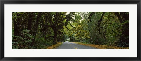 Framed Road passing through a rainforest, Hoh Rainforest, Olympic Peninsula, Washington State, USA Print