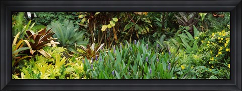 Framed Close-up of plants, Hawaii Print