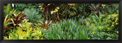 Framed Close-up of plants, Hawaii Print