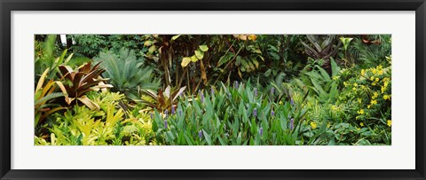 Framed Close-up of plants, Hawaii Print