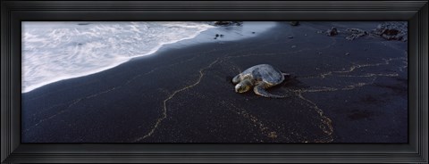 Framed Hawksbill Turtle (Eretmochelys Imbricata) on the beach, Punaluu Beach, Hawaii, USA Print
