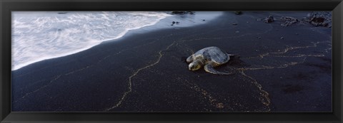 Framed Hawksbill Turtle (Eretmochelys Imbricata) on the beach, Punaluu Beach, Hawaii, USA Print