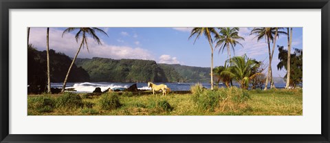 Framed Horse and palm trees on the coast, Hawaii, USA Print