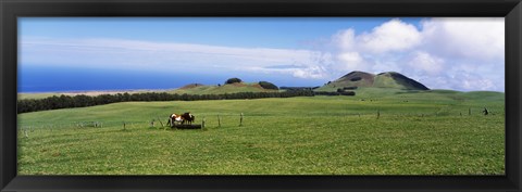 Framed Horses at feeding at trough in a ranch, Hawaii, USA Print