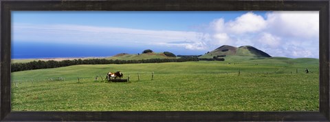 Framed Horses at feeding at trough in a ranch, Hawaii, USA Print