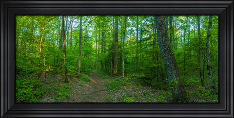 Framed Forest, Great Smoky Mountains National Park, Blount County, Tennessee, USA Print