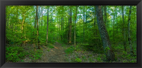 Framed Forest, Great Smoky Mountains National Park, Blount County, Tennessee, USA Print