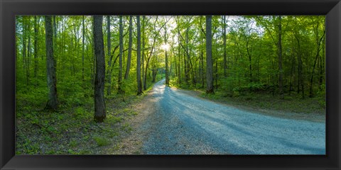 Framed Dirt road passing through a forest, Great Smoky Mountains National Park, Blount County, Tennessee, USA Print