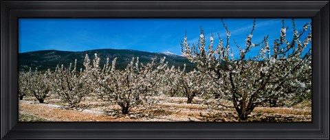 Framed Cherry blossom, Mont Ventoux, Provence-Alpes-Cote d&#39;Azur, France Print
