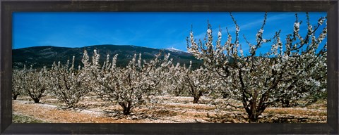 Framed Cherry blossom, Mont Ventoux, Provence-Alpes-Cote d&#39;Azur, France Print