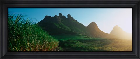 Framed Sugar cane crop in a field, Trois Mamelles, Mauritius island, Mauritius Print
