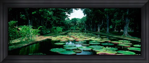 Framed Lily pads floating on water, Pamplemousses Gardens, Mauritius Island, Mauritius Print
