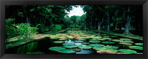 Framed Lily pads floating on water, Pamplemousses Gardens, Mauritius Island, Mauritius Print