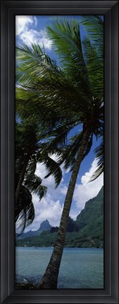 Framed Palm tree on Cook&#39;s Bay with Mt Mouaroa in the Background, Moorea, Society Islands, French Polynesia Print