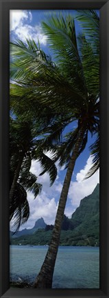 Framed Palm tree on Cook&#39;s Bay with Mt Mouaroa in the Background, Moorea, Society Islands, French Polynesia Print