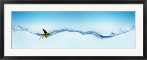 Framed Goldfish wearing shark fin Print