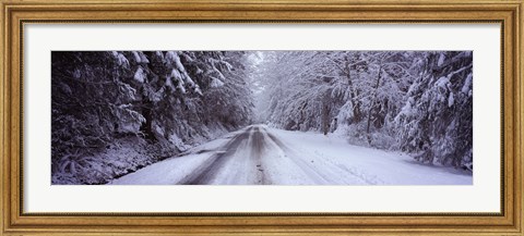 Framed Snow covered road passing through a forest, Fidalgo Island, Skagit County, Washington State Print