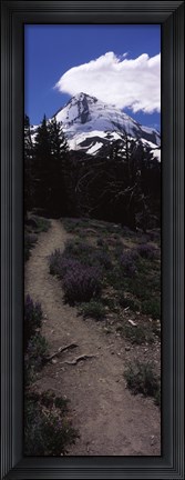 Framed Wildflowers along a trail with mountain in the background, Cloud Cap Trail, Mt Hood, Oregon, USA Print