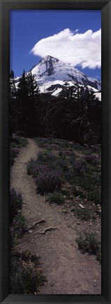 Framed Wildflowers along a trail with mountain in the background, Cloud Cap Trail, Mt Hood, Oregon, USA Print