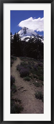 Framed Wildflowers along a trail with mountain in the background, Cloud Cap Trail, Mt Hood, Oregon, USA Print