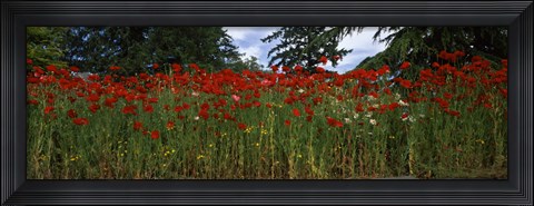 Framed Flanders field poppies (Papaver rhoeas) in a field, Anacortes, Fidalgo Island, Skagit County, Washington State Print