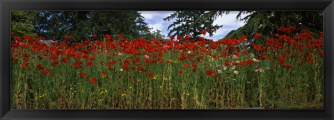 Framed Flanders field poppies (Papaver rhoeas) in a field, Anacortes, Fidalgo Island, Skagit County, Washington State Print