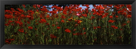 Framed Close up of  poppies in a field, Anacortes, Fidalgo Island, Washington State Print