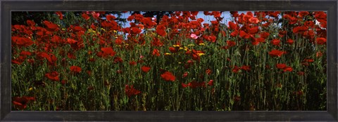 Framed Close up of  poppies in a field, Anacortes, Fidalgo Island, Washington State Print