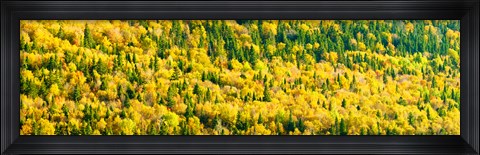 Framed Autumn Colors at Appalachian Mountains, Mount Carleton Provincial Park, Restigouche County, New Brunswick, Canada Print