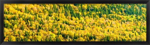 Framed Autumn Colors at Appalachian Mountains, Mount Carleton Provincial Park, Restigouche County, New Brunswick, Canada Print