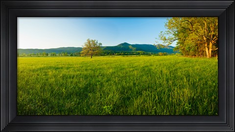 Framed Lone oak tree in a field, Cades Cove, Great Smoky Mountains National Park, Tennessee, USA Print