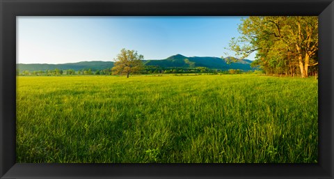 Framed Lone oak tree in a field, Cades Cove, Great Smoky Mountains National Park, Tennessee, USA Print