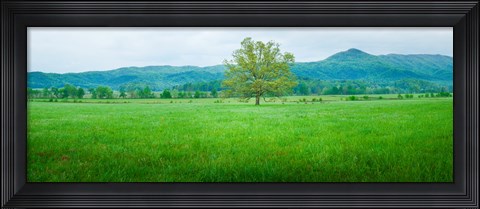 Framed Agricultural field with mountains in the background, Cades Cove, Great Smoky Mountains National Park, Tennessee, USA Print