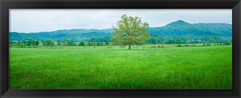 Framed Agricultural field with mountains in the background, Cades Cove, Great Smoky Mountains National Park, Tennessee, USA Print