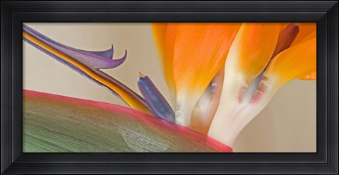 Framed Close Up of Strelitzia in bloom, California Print