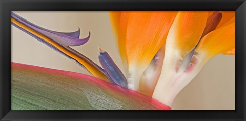 Framed Close Up of Strelitzia in bloom, California Print