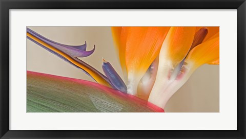 Framed Close Up of Strelitzia in bloom, California Print