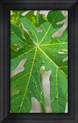 Framed Raindrops on papaya tree leaf, La Digue, Seychelles Print