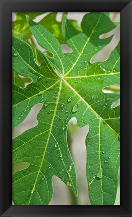 Framed Raindrops on papaya tree leaf, La Digue, Seychelles Print