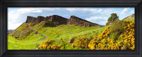 Framed Gorse bushes growing on Arthur&#39;s Seat, Edinburgh, Scotland Print